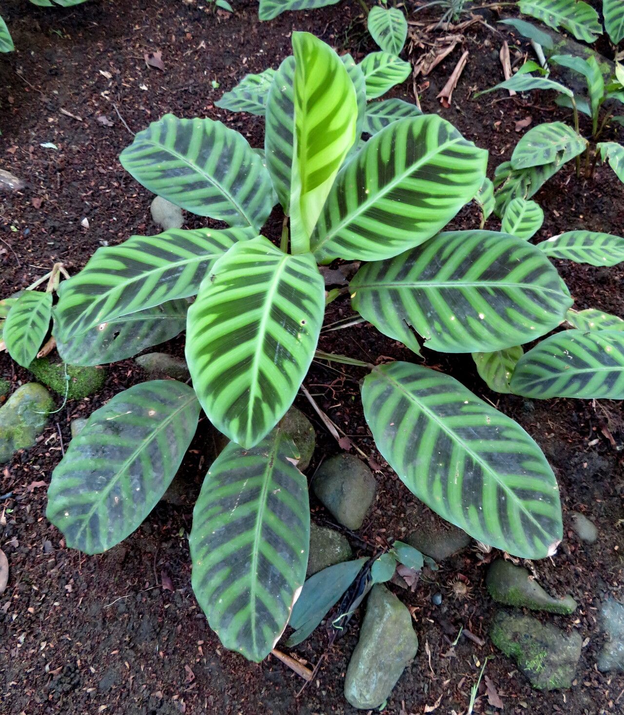 Goeppertia zebrina habit