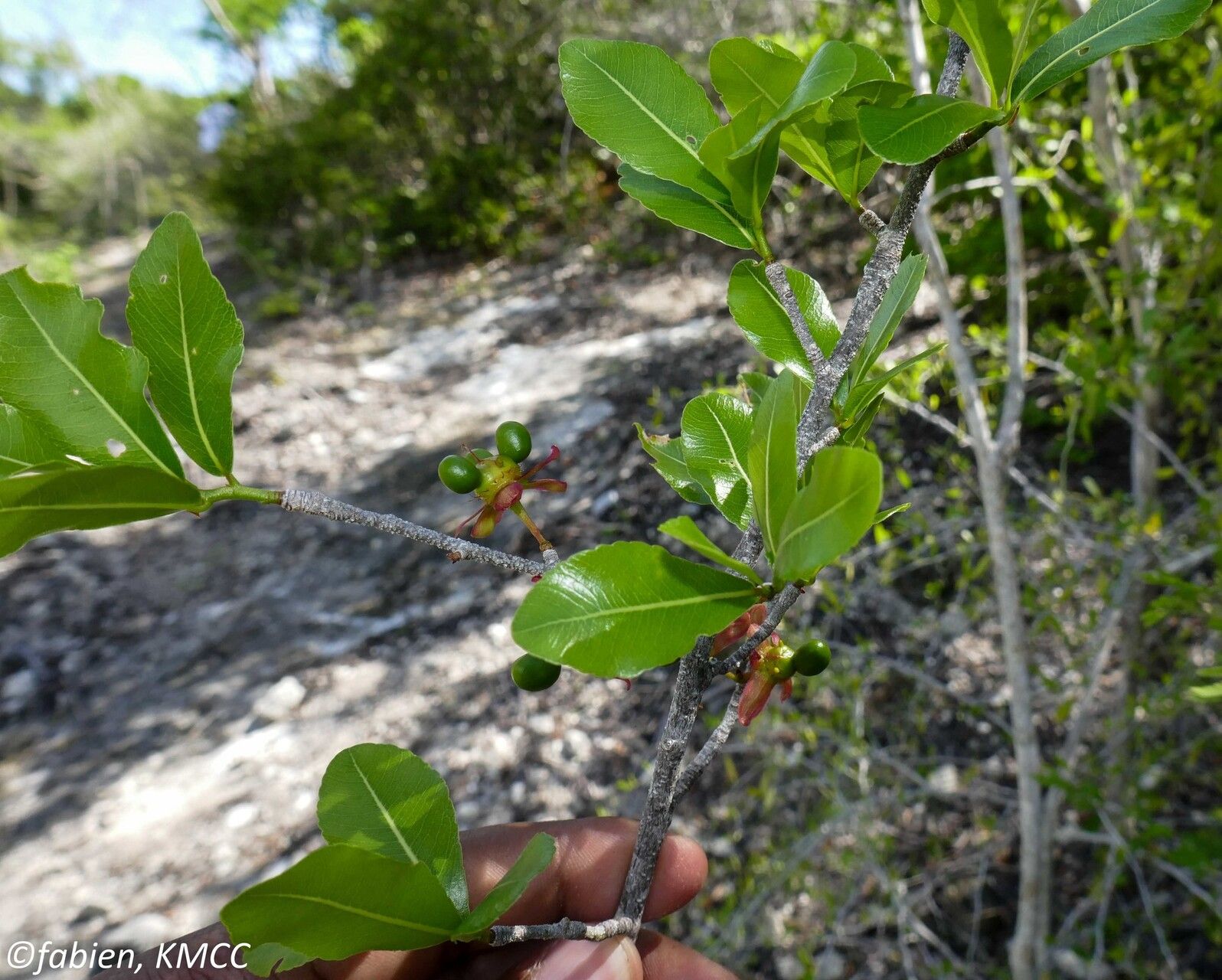 Ochna andravinensis — related species from the same genus