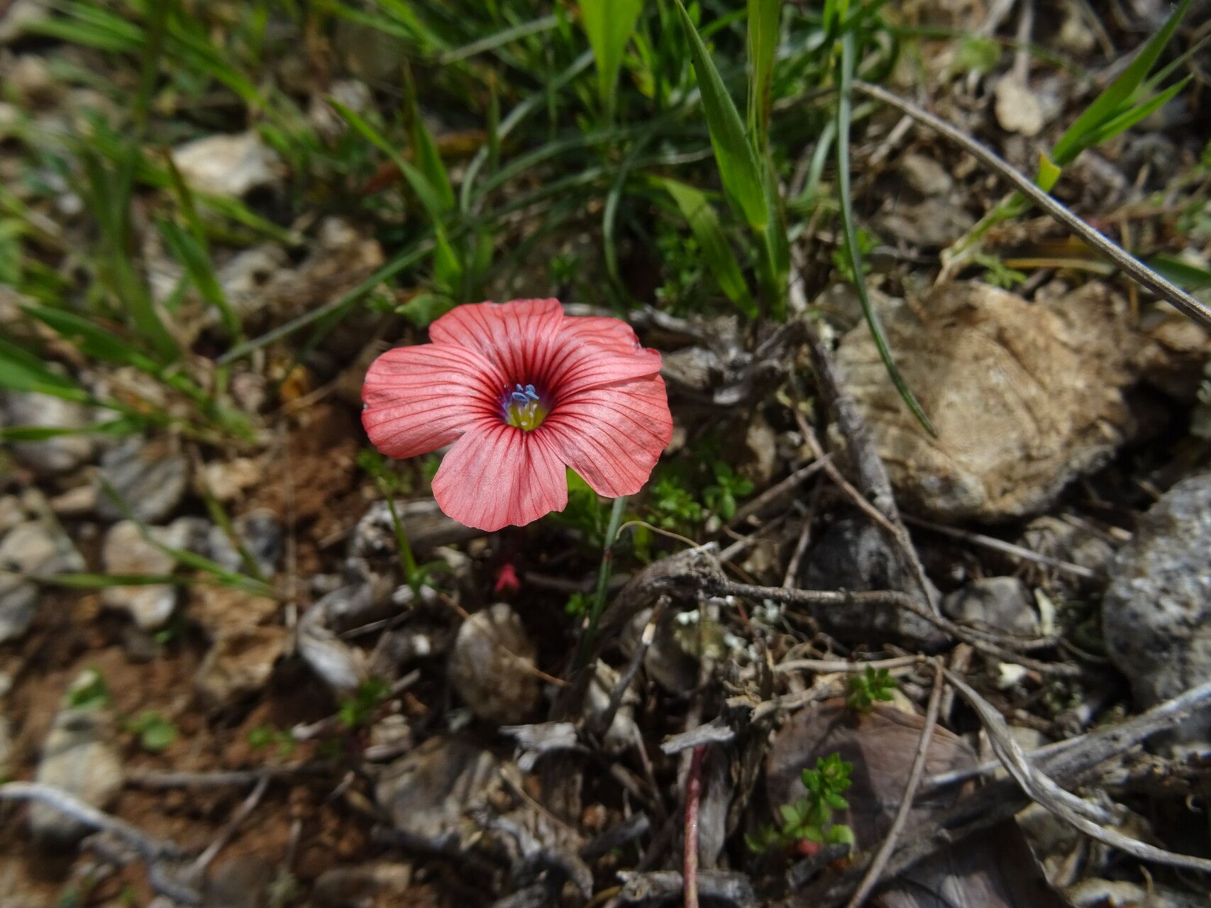 Linum decumbens — search result for 'Linaceae'