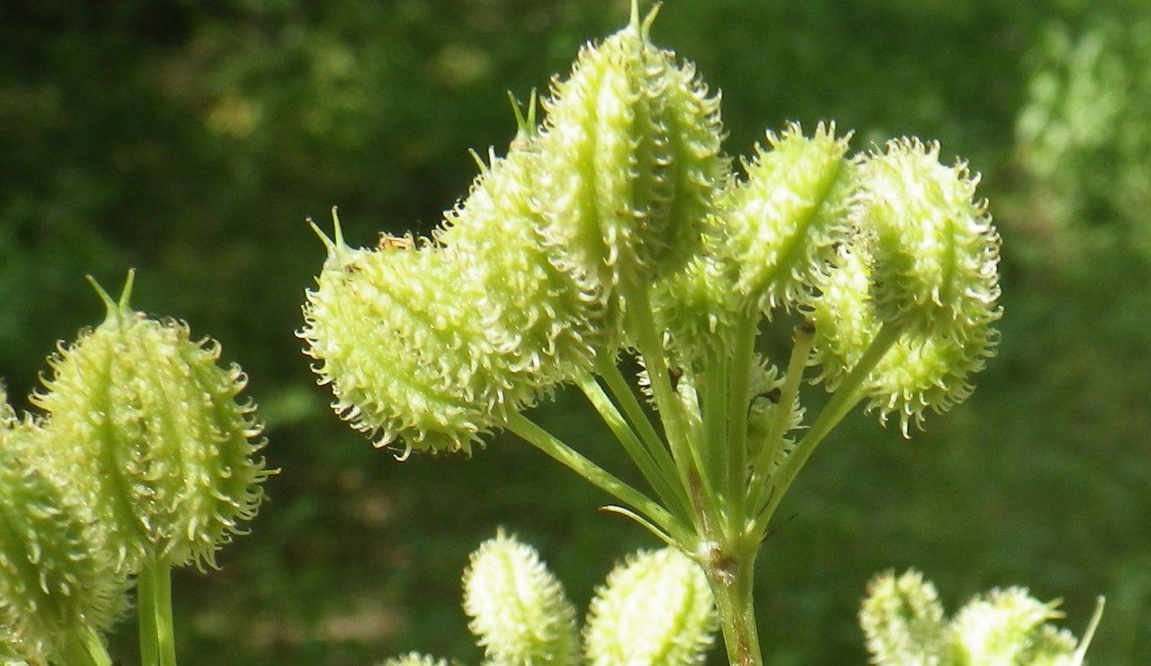 Lecokia cretica fruit