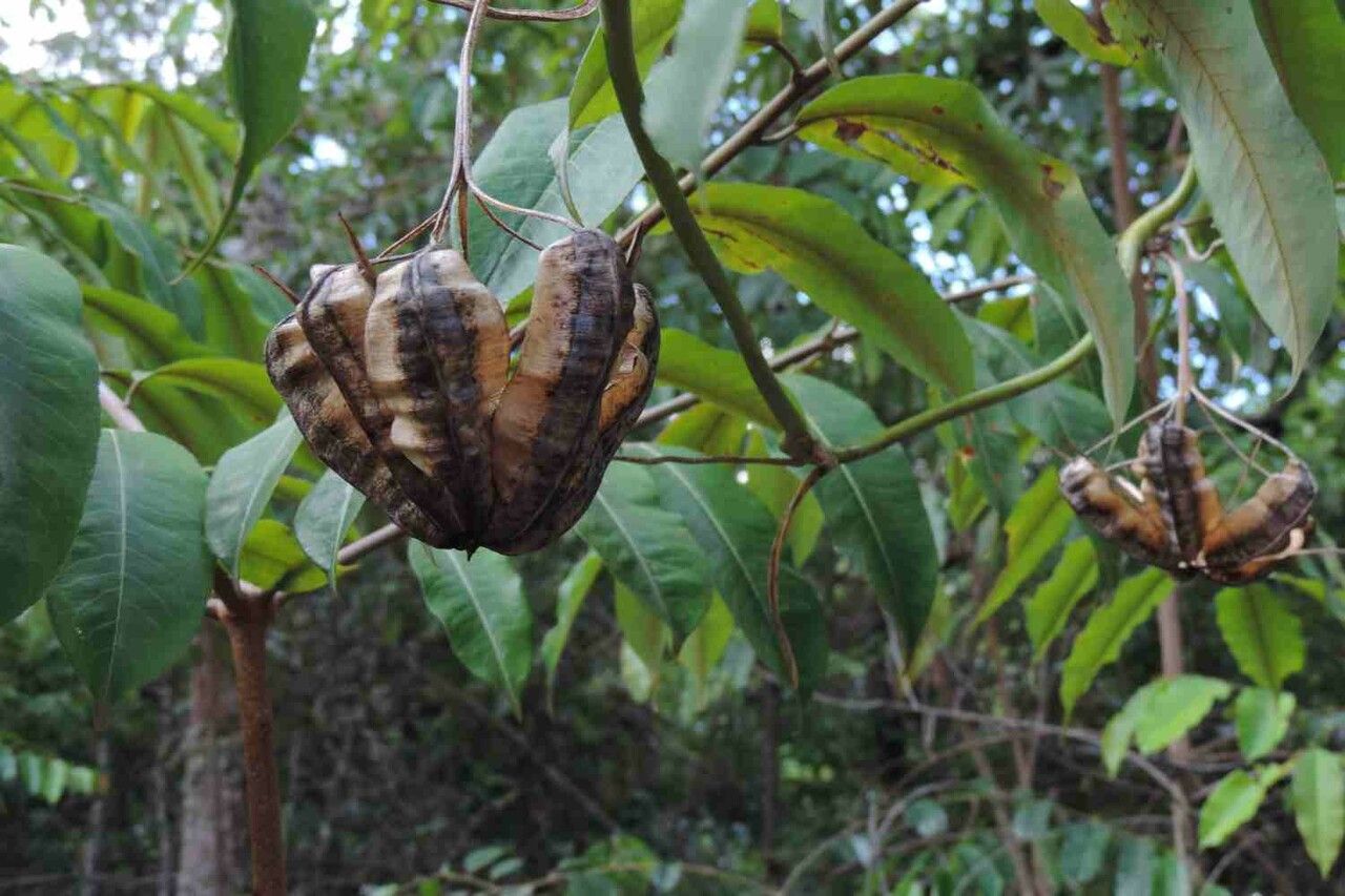 Aristolochia labiata fruit