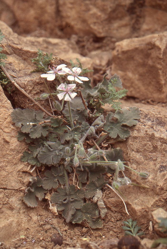 Erodium atlanticum habit