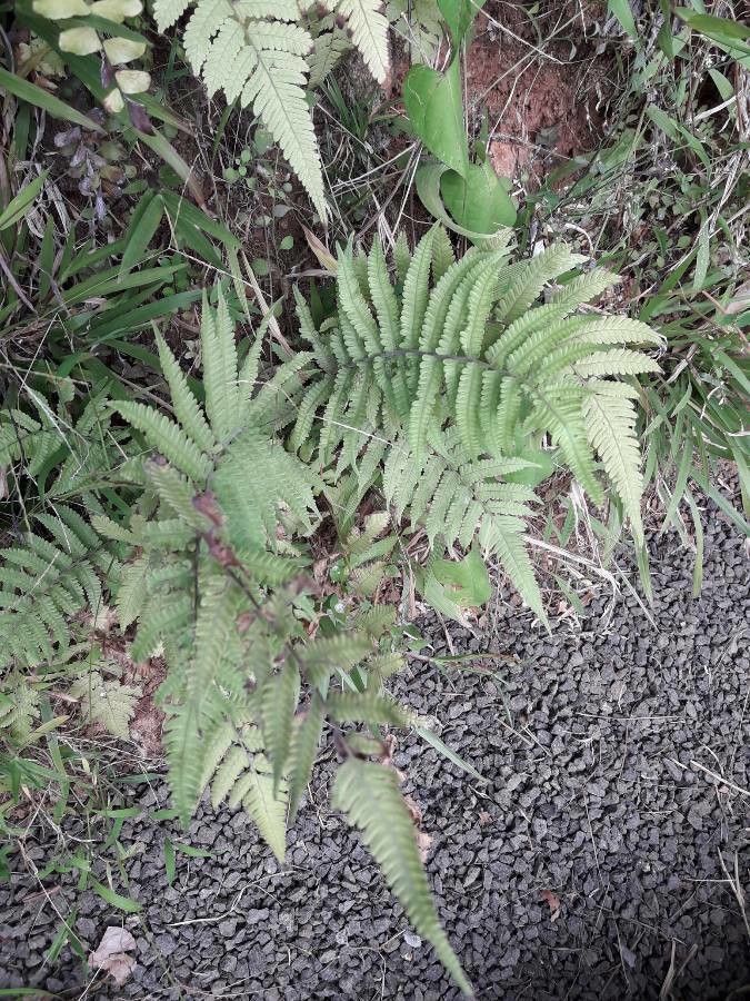 Macrothelypteris torresiana habit
