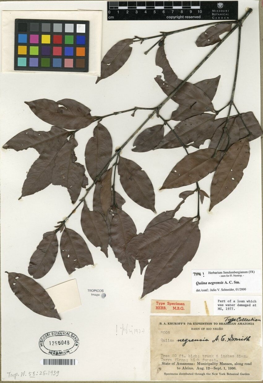 Quiina negrensis — houseplant care guide