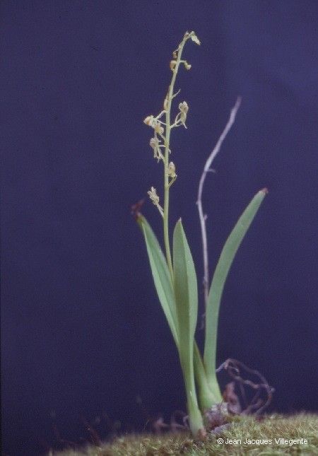 Liparis phalacrocorax habit