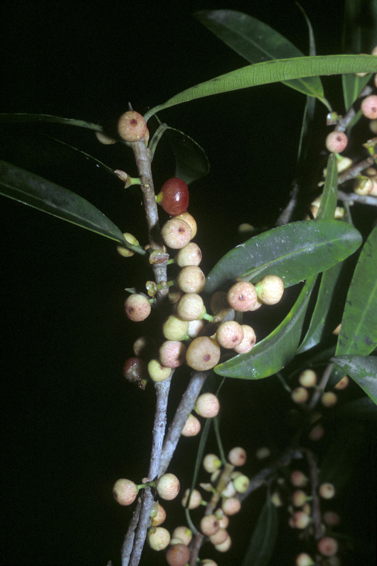 Ficus mathewsii fruit