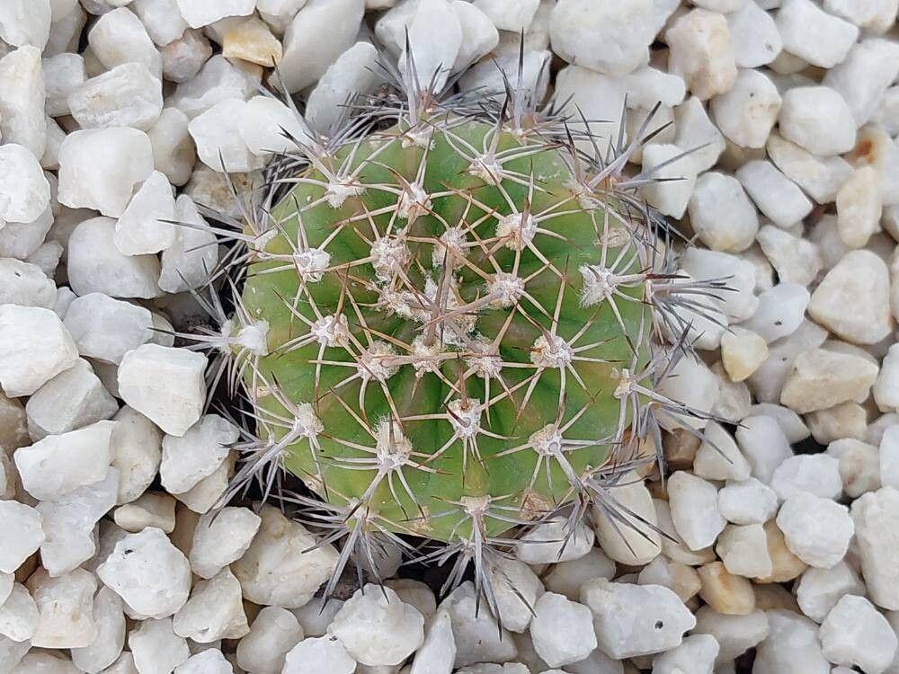 Lobivia obrepanda leaf