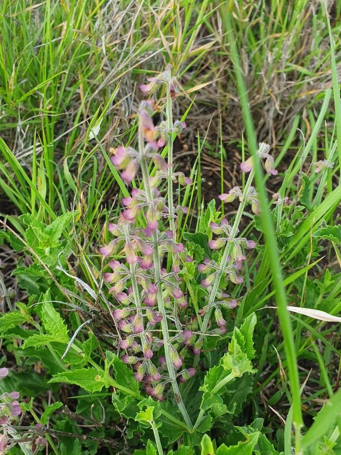 Orthosiphon parvifolius flower