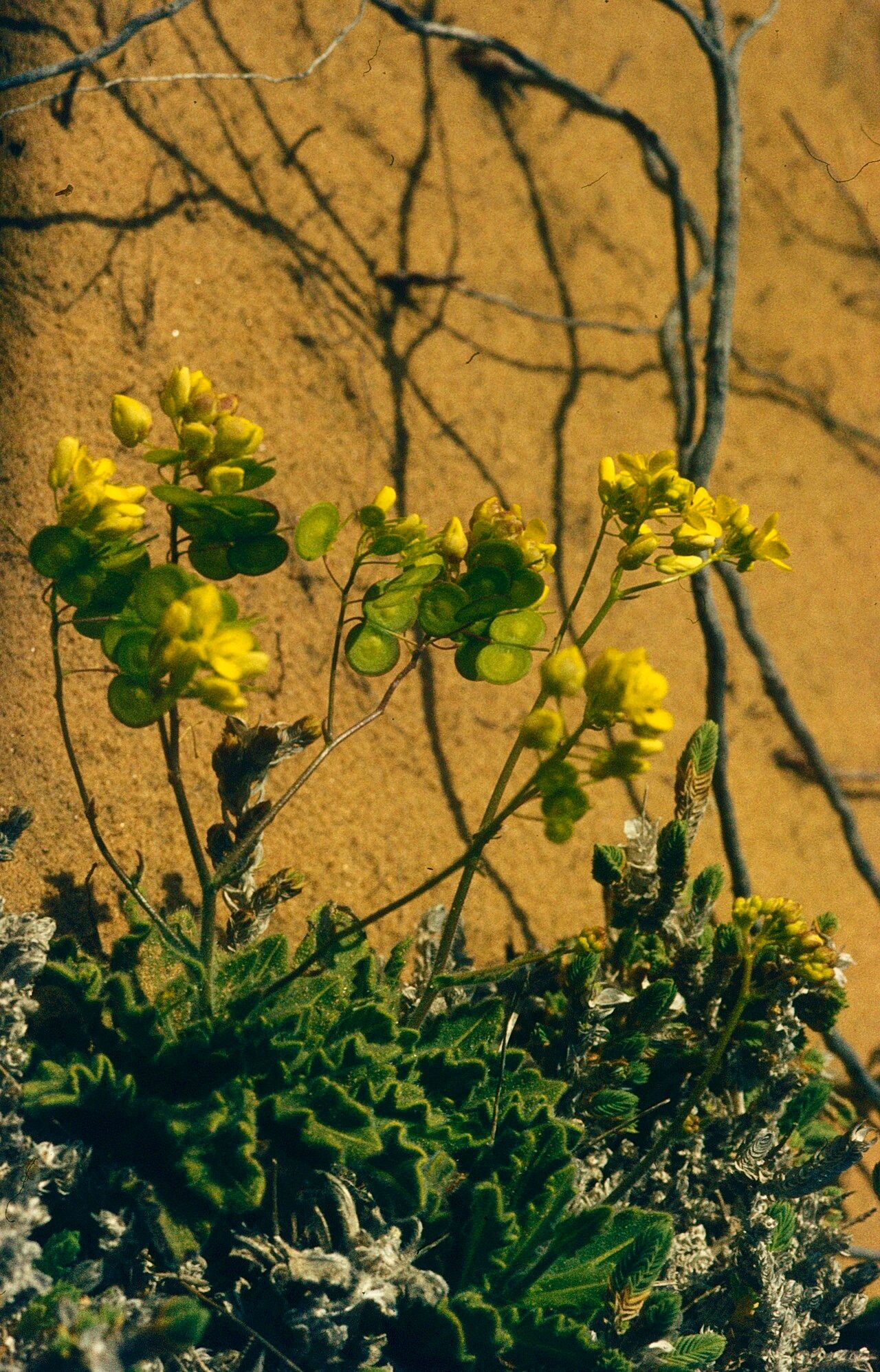 Biscutella atlantica fruit