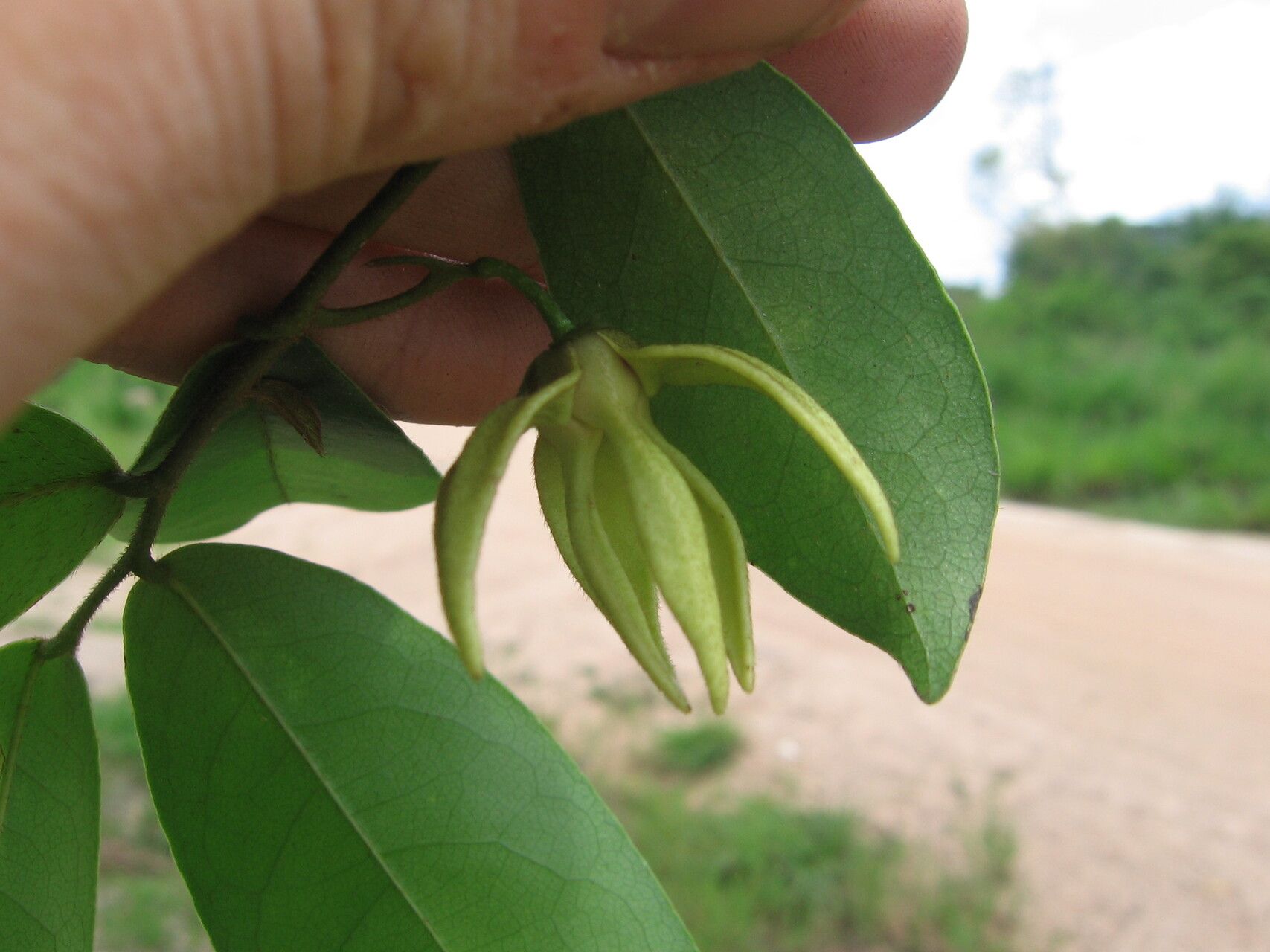 Artabotrys modestus flower
