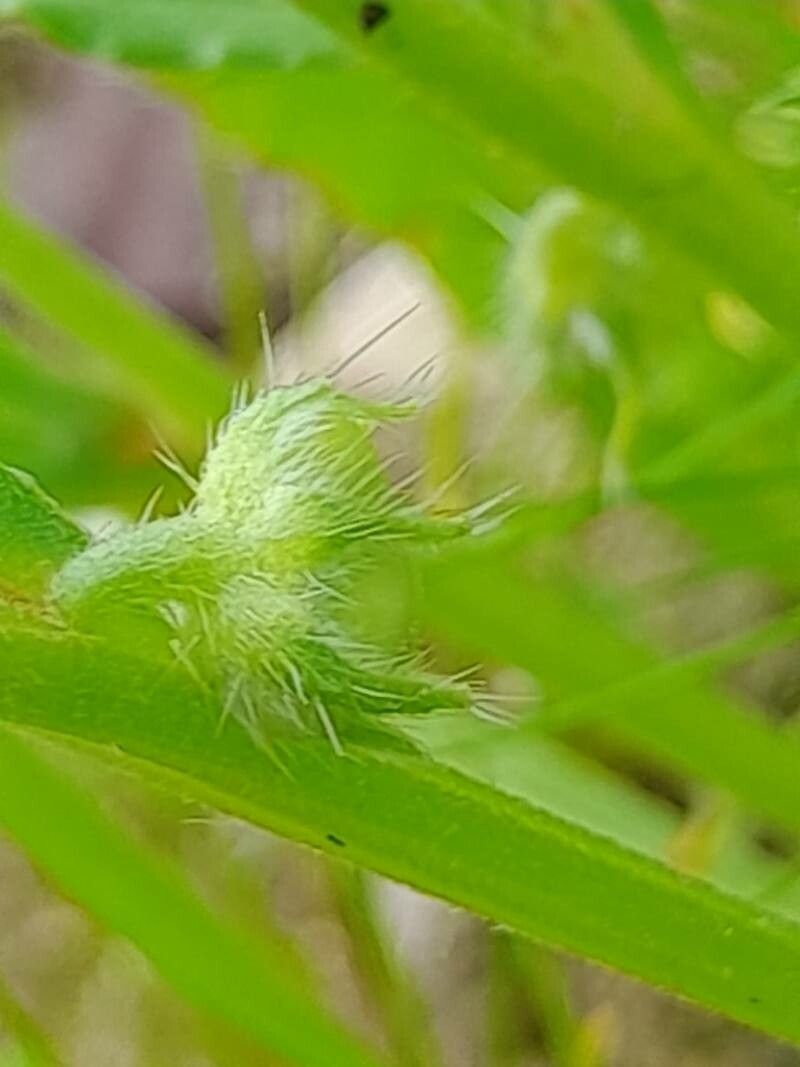 Anchusa hispida fruit