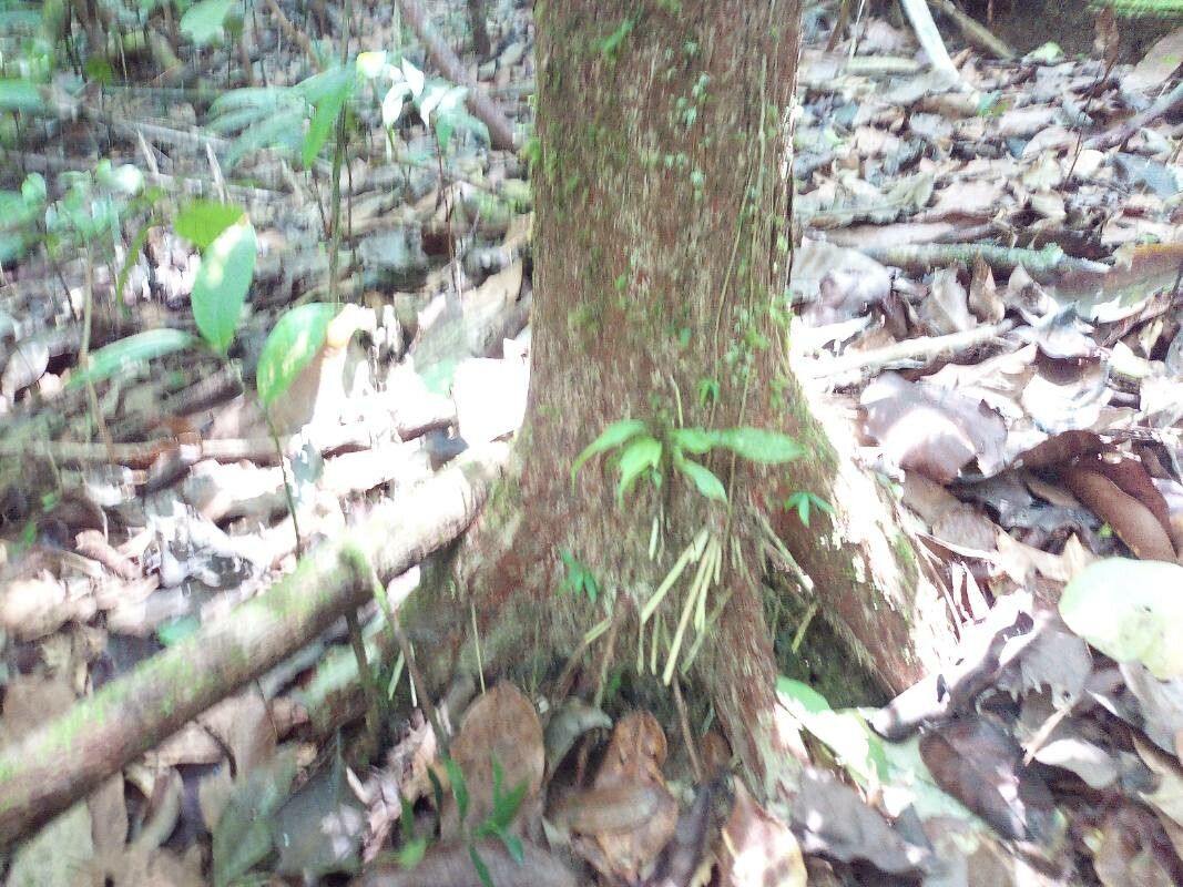 Pouteria hispida habit