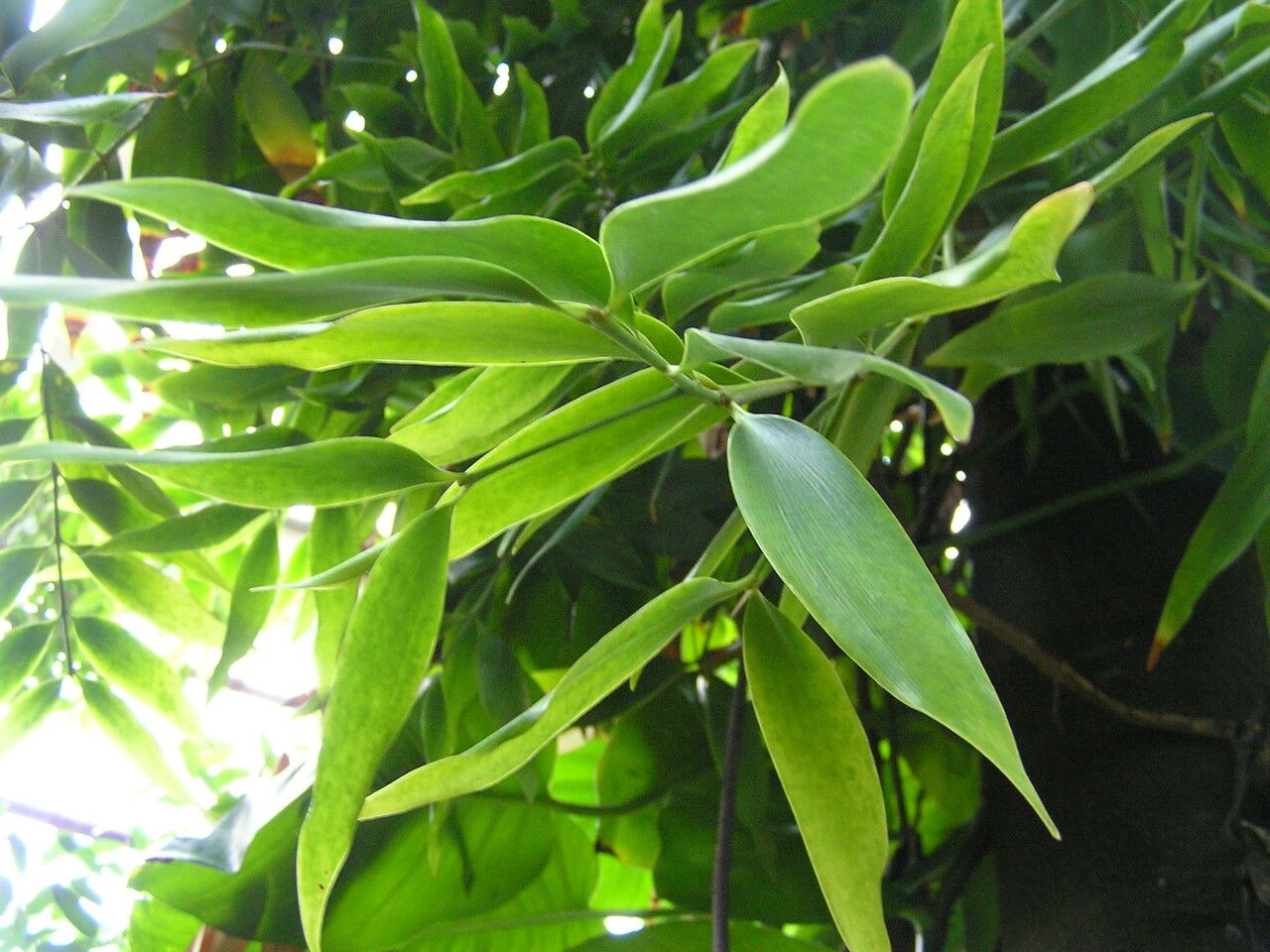 Agathis dammara — related species from the same genus