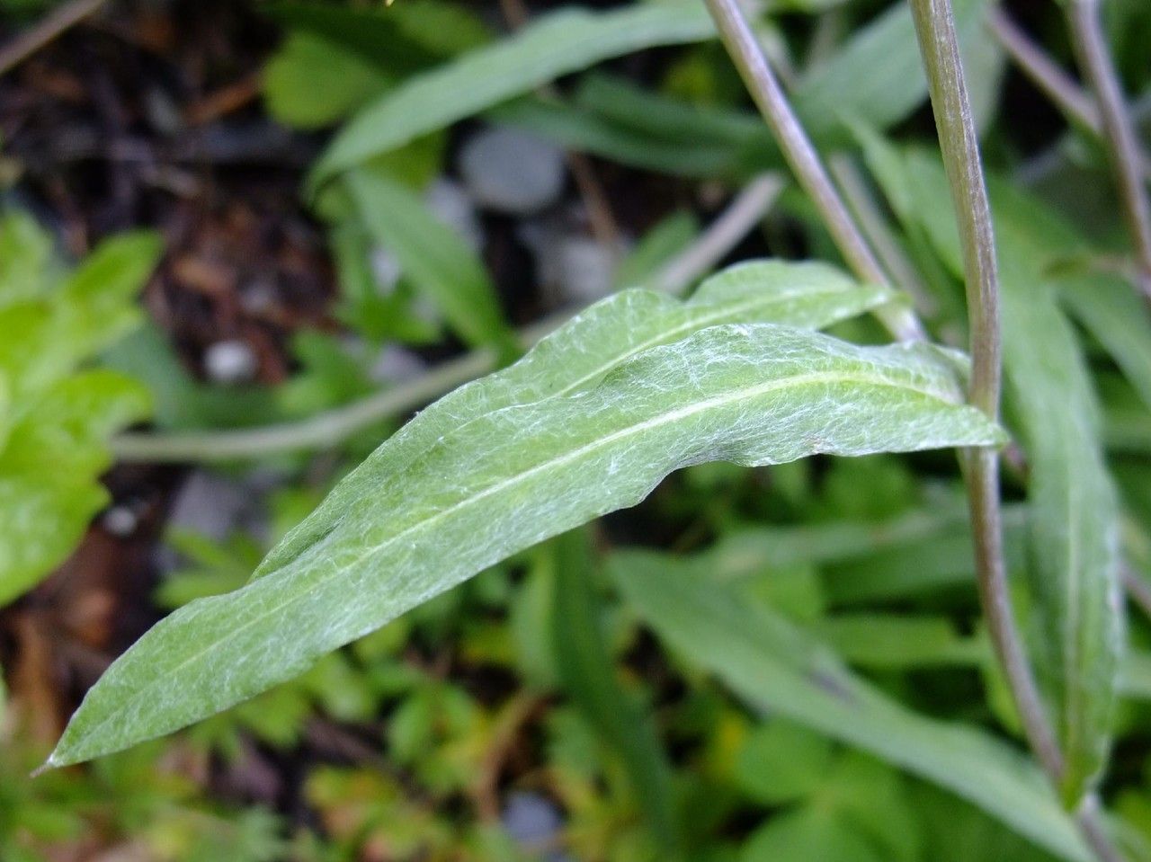 Leontopodium jacotianum — search result for 'Leontopodium'