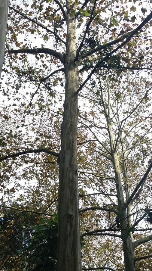 Platanus mexicana habit