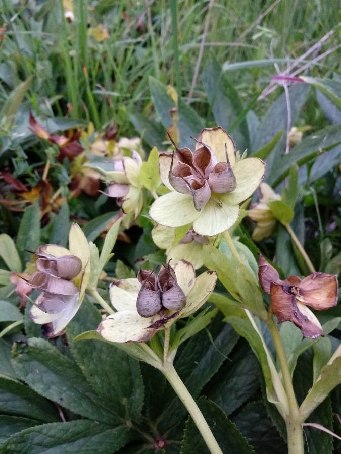 Helleborus odorus fruit