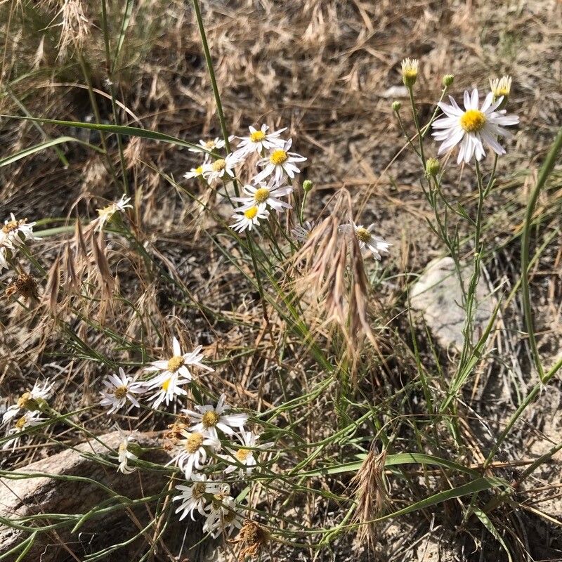 Erigeron pumilus leaf