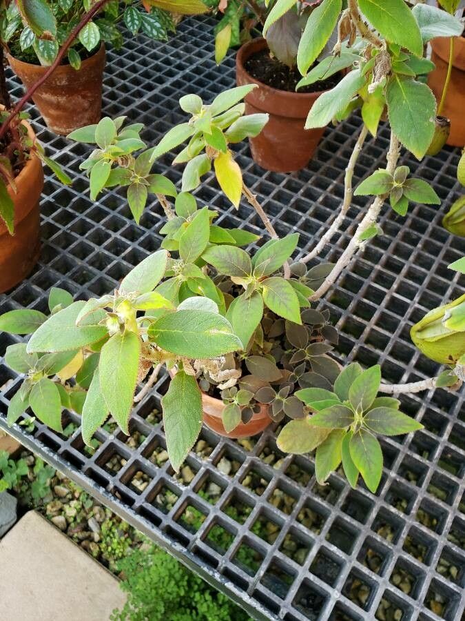 Kohleria hirsuta habit