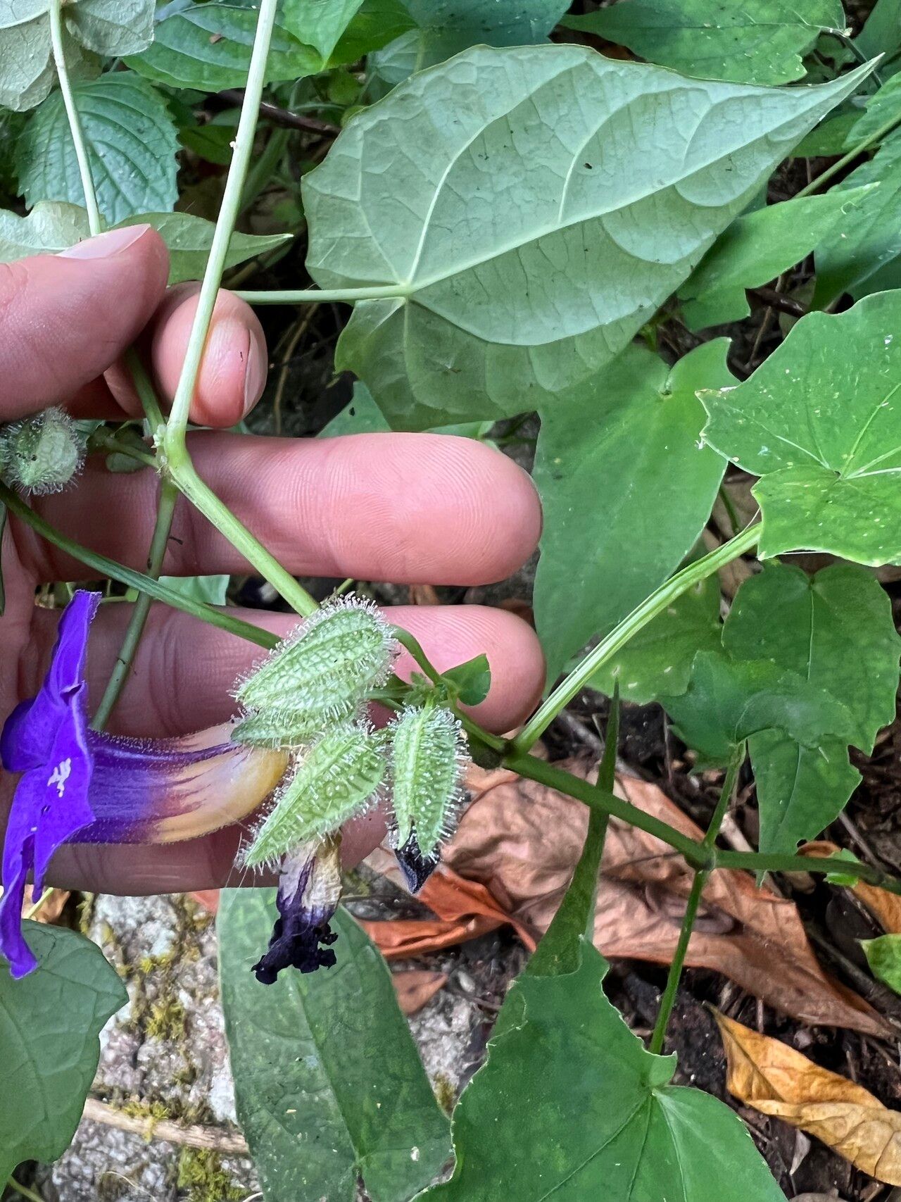 Thunbergia petersiana flower