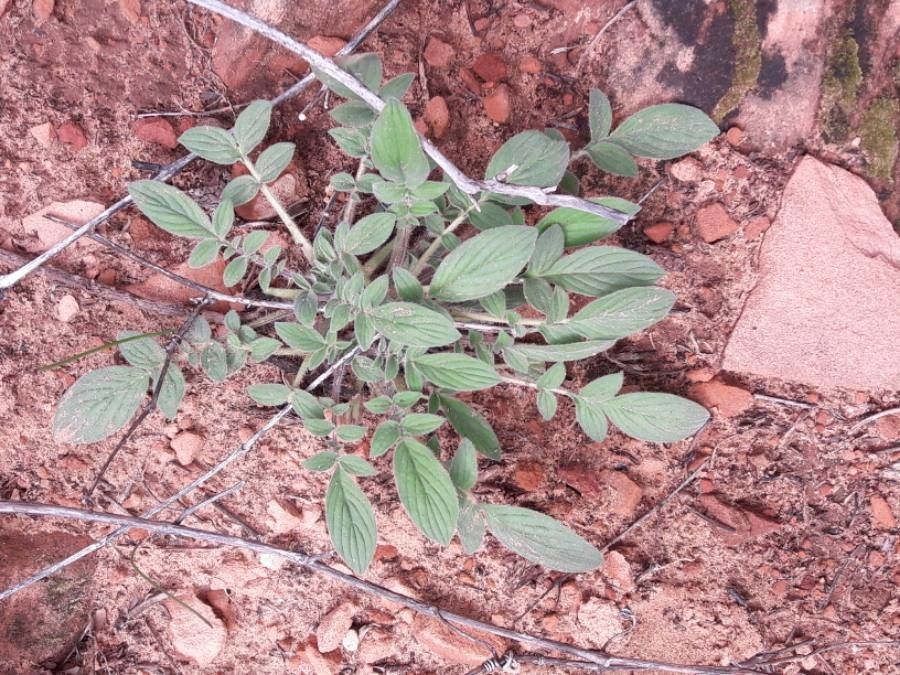 Phacelia imbricata — houseplant care guide