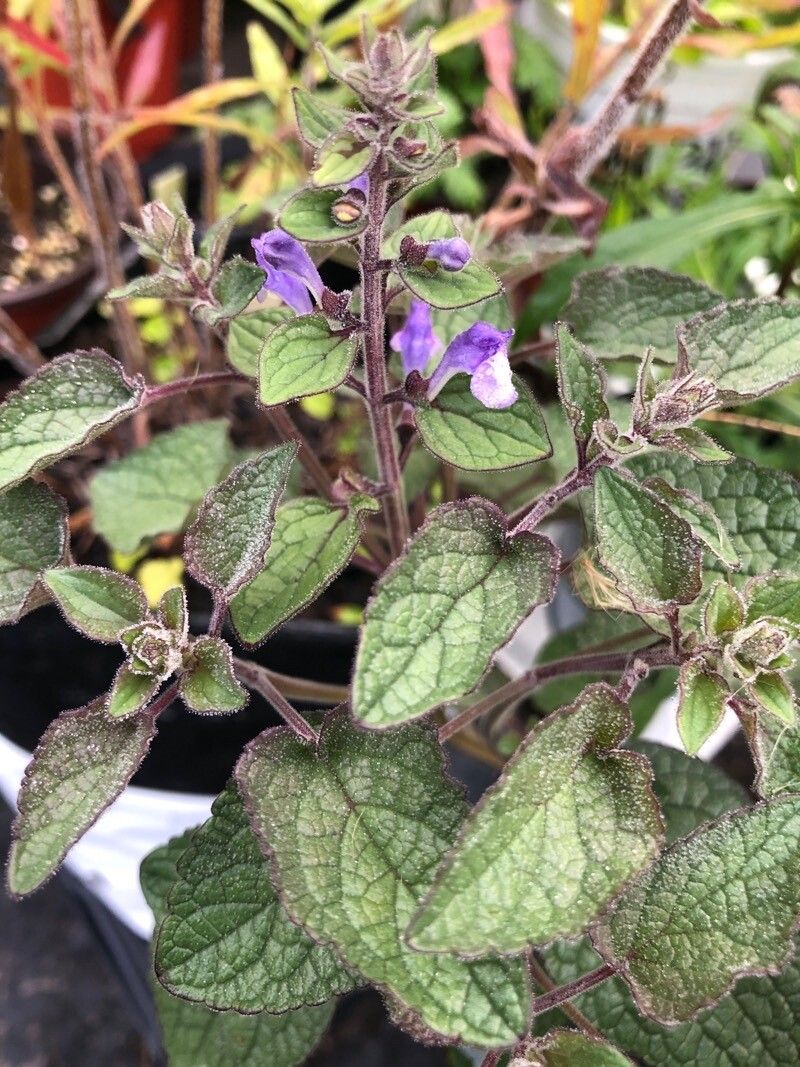 Scutellaria ovata — search result for 'Prairies of North America'