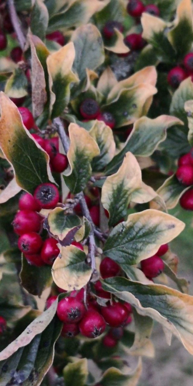 Cotoneaster obscurus fruit