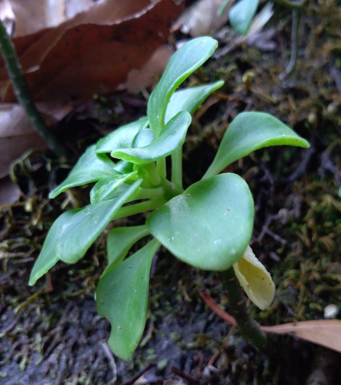 Aichryson divaricatum leaf