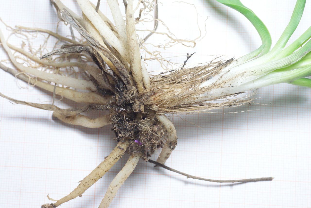 Anthericum baeticum habit