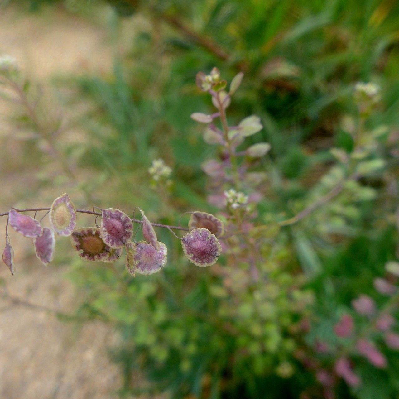 Thysanocarpus curvipes fruit