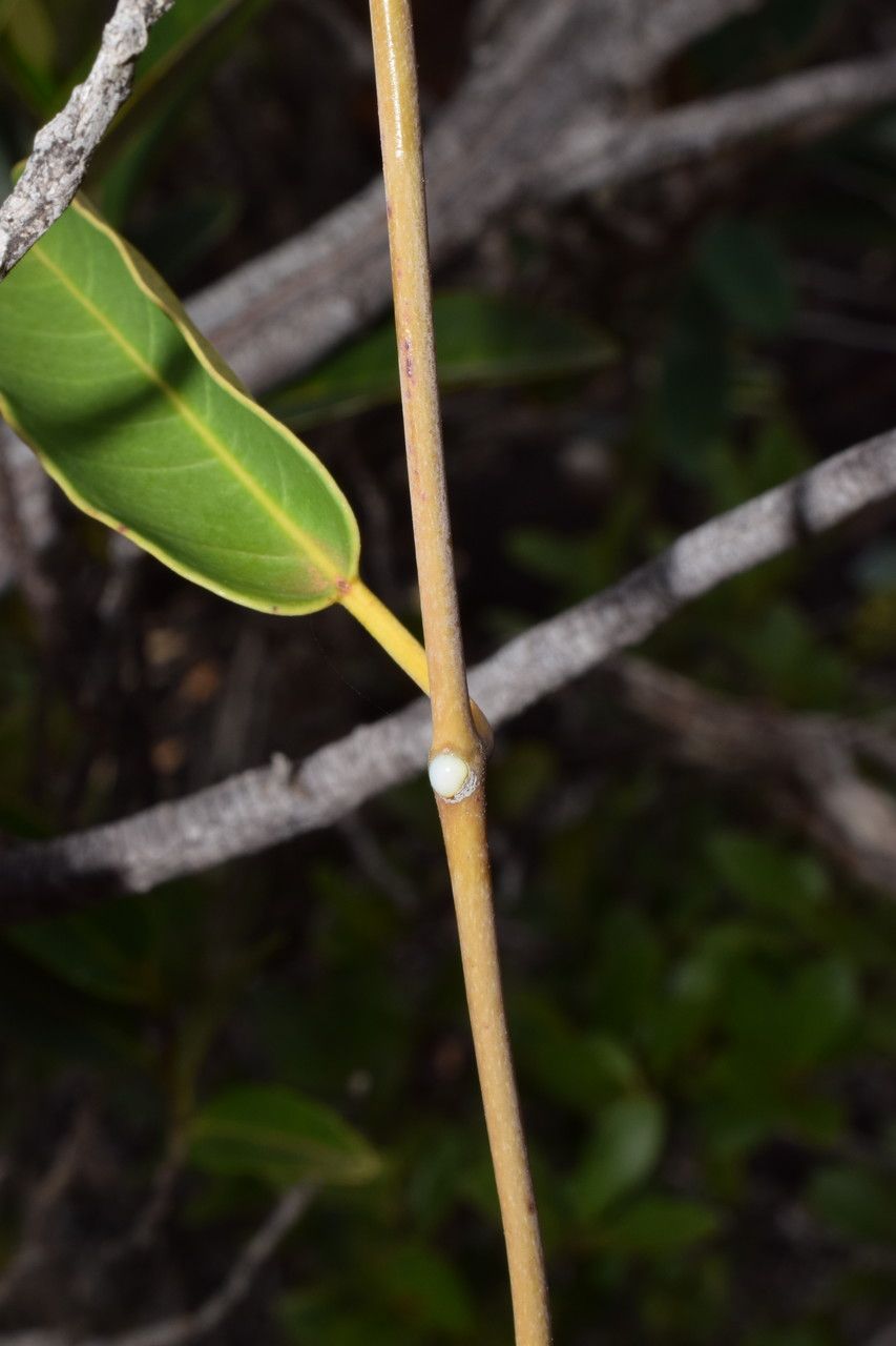 Marsdenia koniamboensis bark