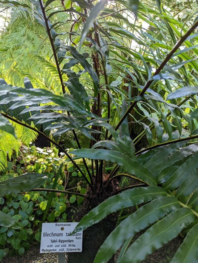 Blechnum tabulare habit