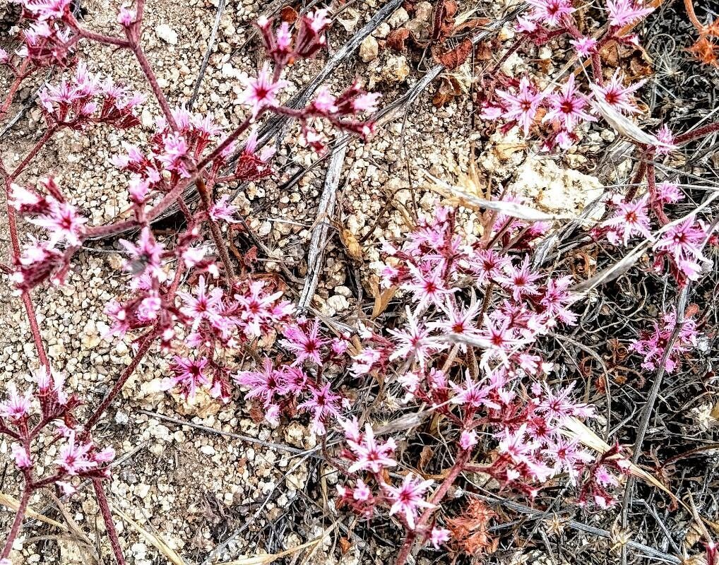 Chorizanthe fimbriata flower