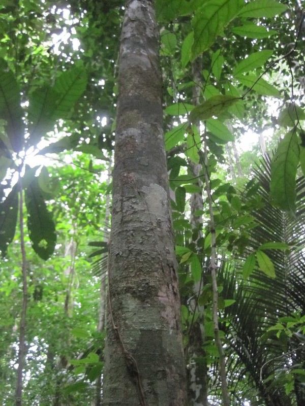 Couepia guianensis habit