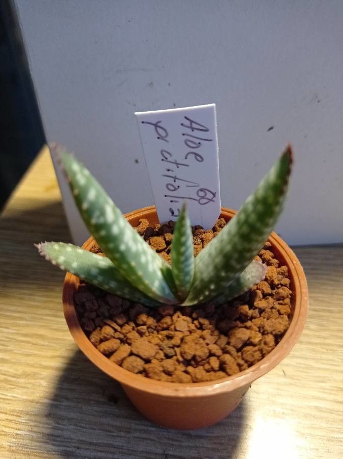 Aloe pictifolia leaf