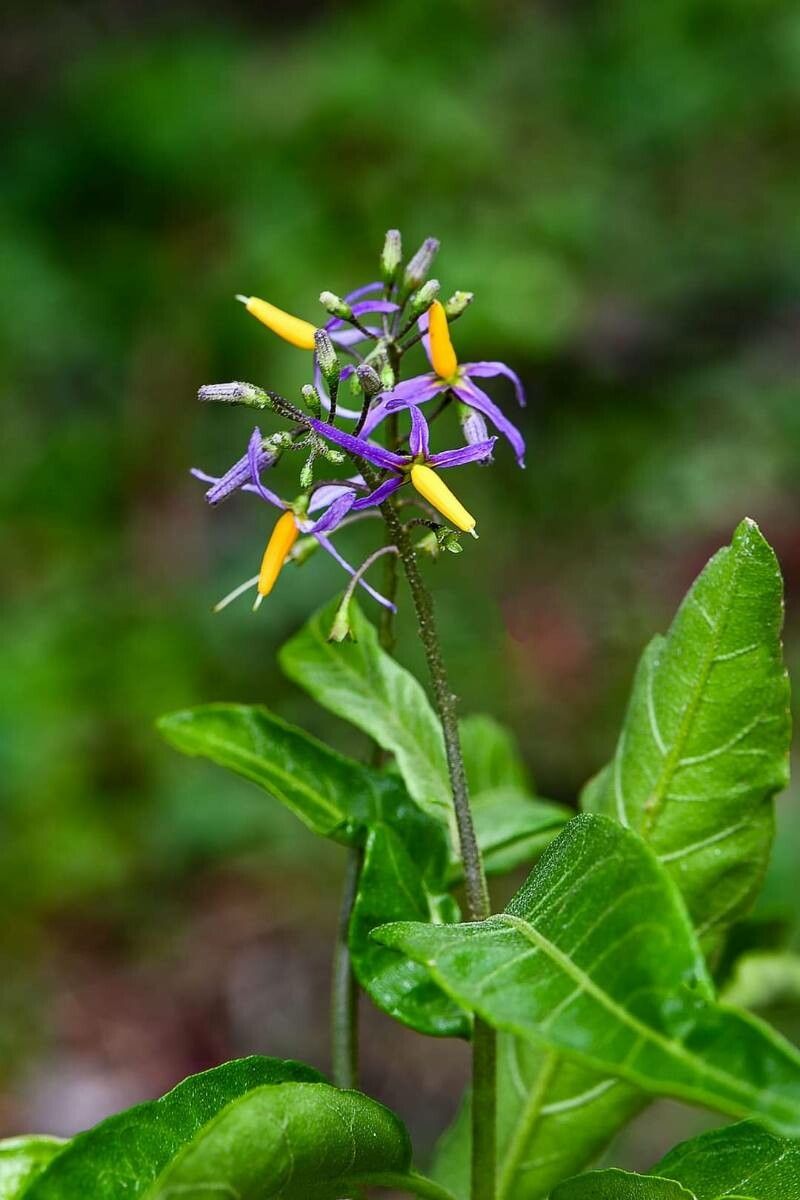 Solanum subinerme flower