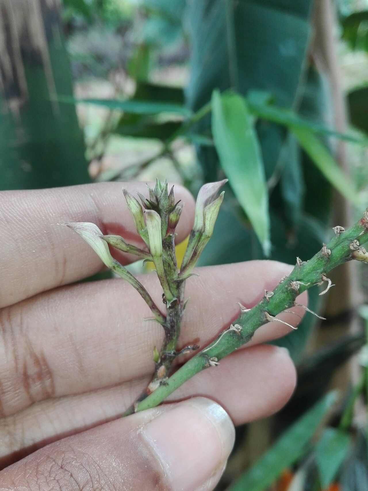 Epidendrum flexuosum fruit