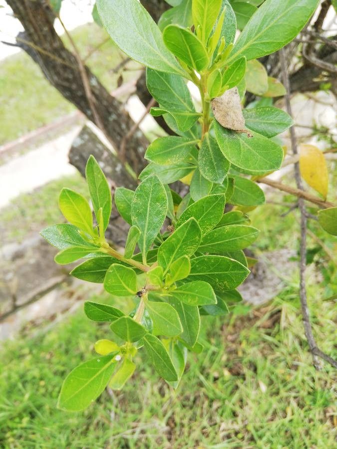 Baccharis macrantha — search result for 'Baccharis'