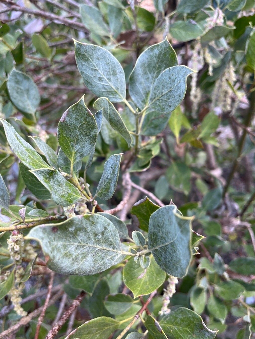 Garrya flavescens leaf