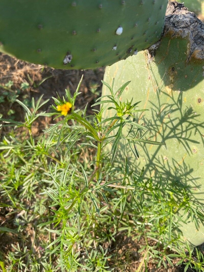 Heterosperma pinnatum — search result for 'Guatemala'