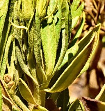 Trixis cacalioides — related species from the same genus