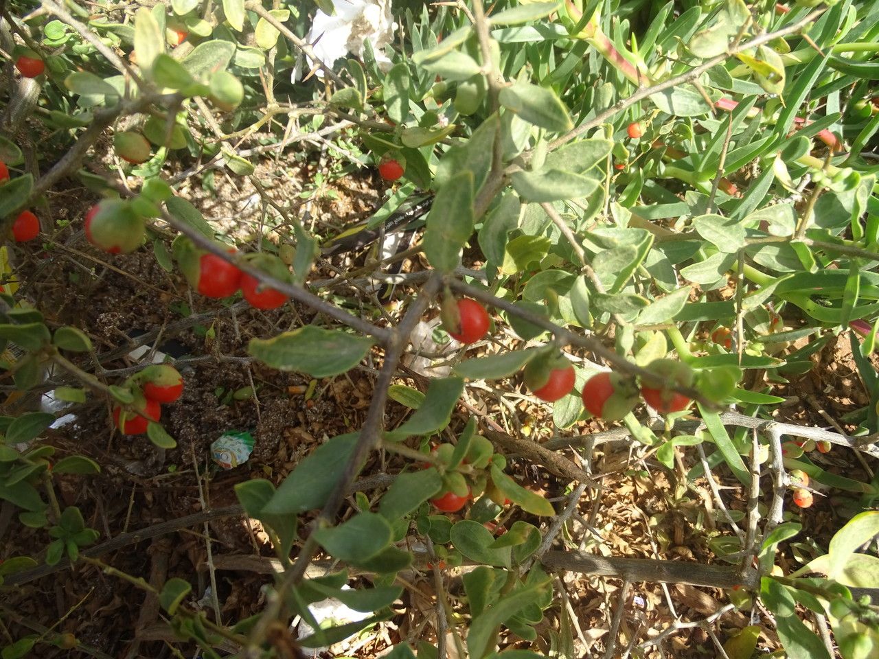 Lycium ferocissimum fruit
