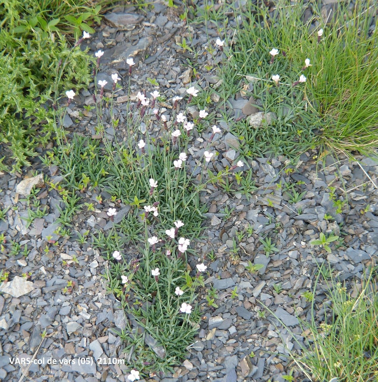 Dianthus furcatus habit