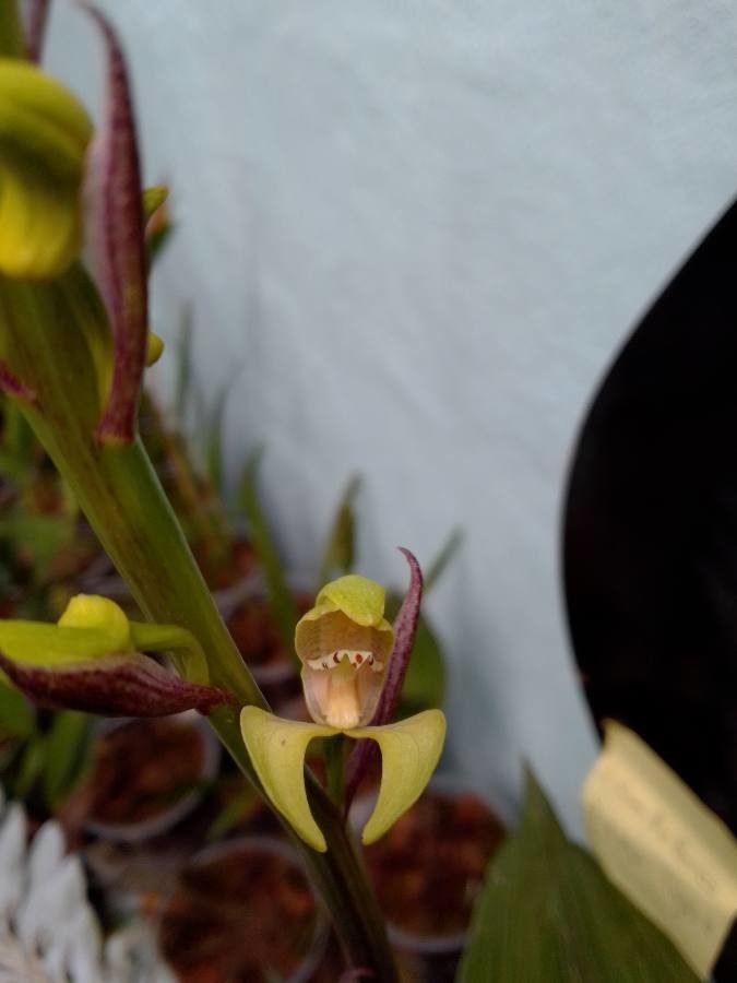 Govenia superba flower