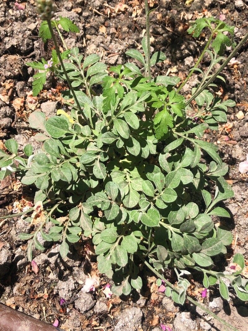 Psephellus bellus — related species from the same genus