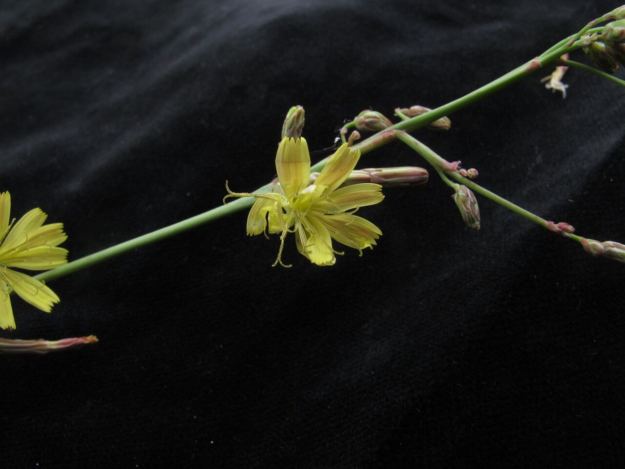 Launaea secunda — houseplant care guide