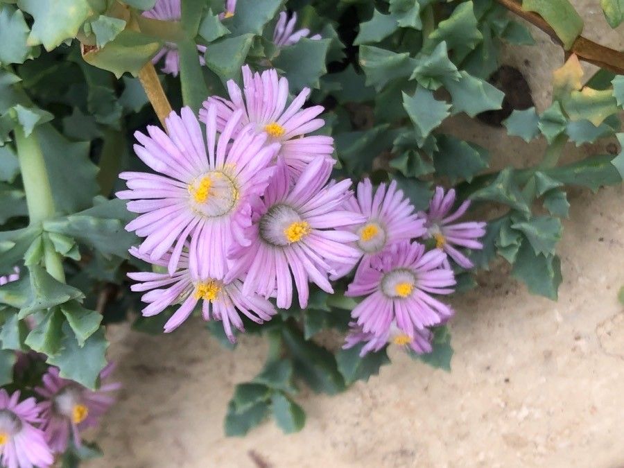 Lampranthus deltoides flower