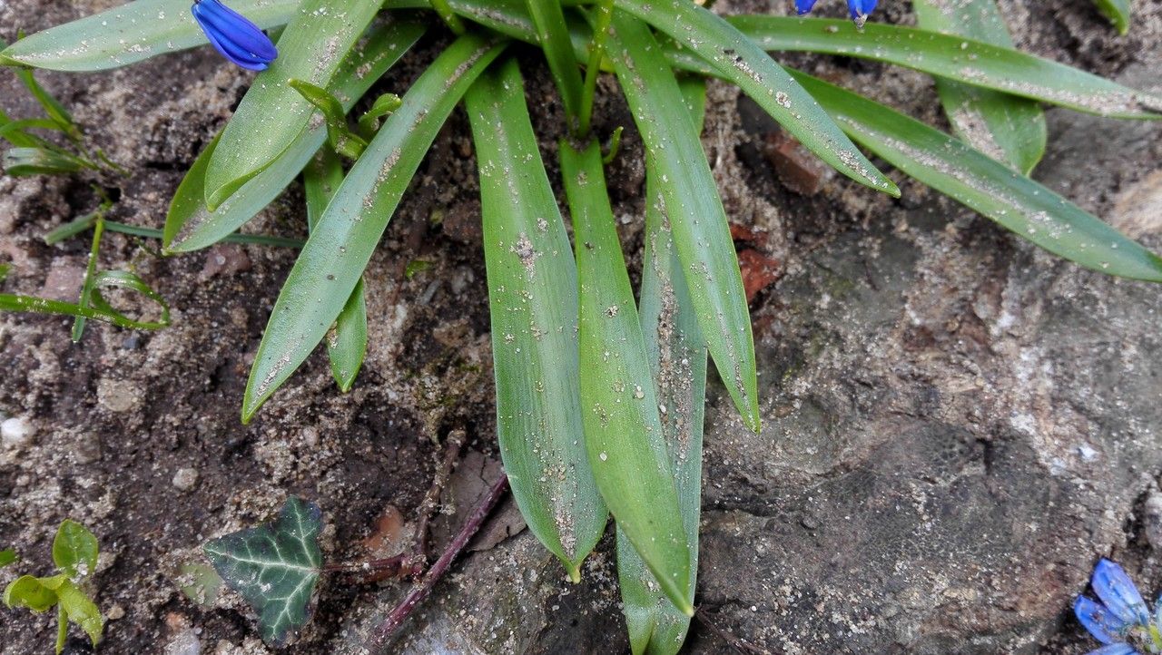 Othocallis siberica leaf