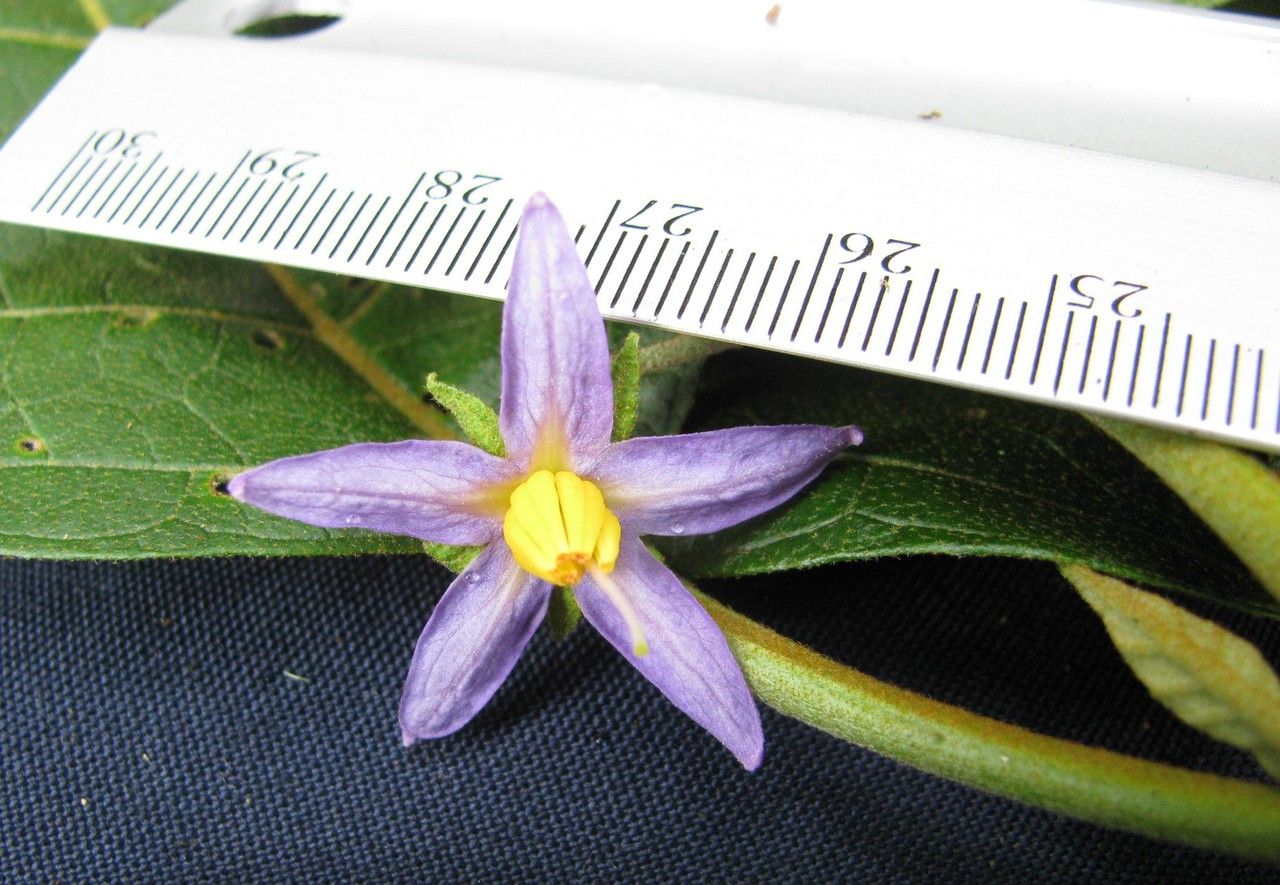 Solanum erythrotrichum other