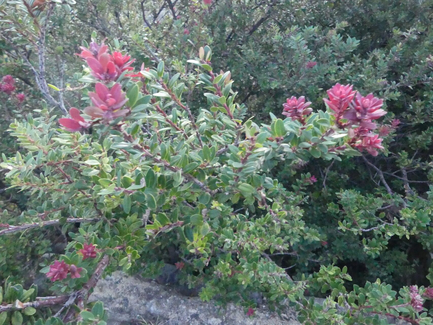 Vaccinium varingiifolium — search result for 'Vaccinium'