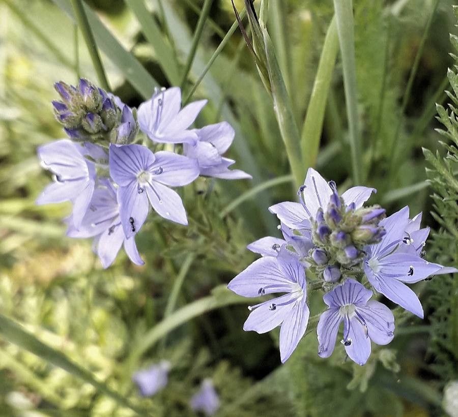 Veronica teucrium flower